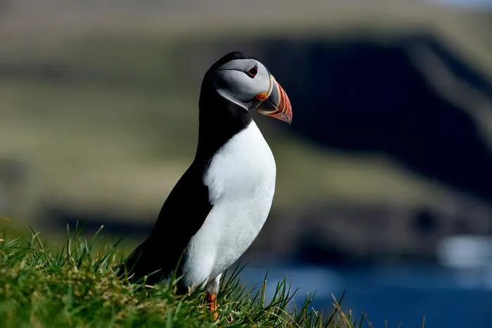mykines tindholm